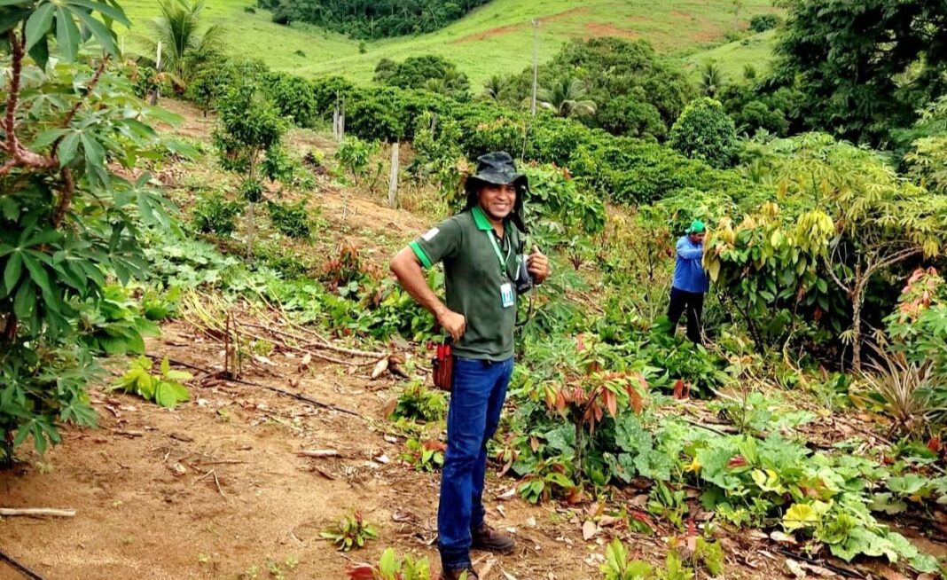 Município de Vila Pavão capacita agricultores em manejo e poda do cacaueiro