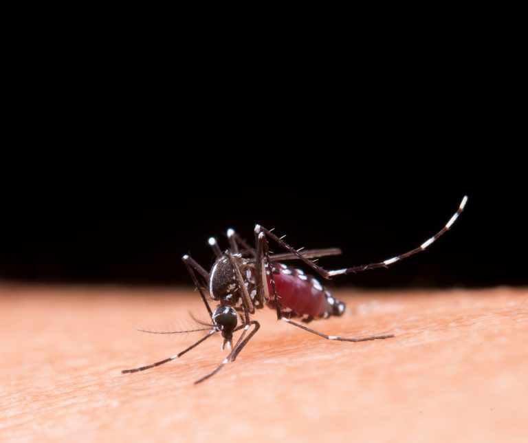 Mapa da dengue no ES: ranking de cidades com maior número de casos